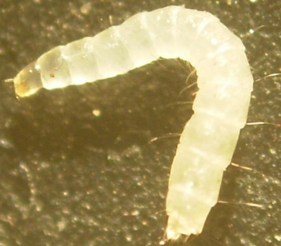 blecha larva